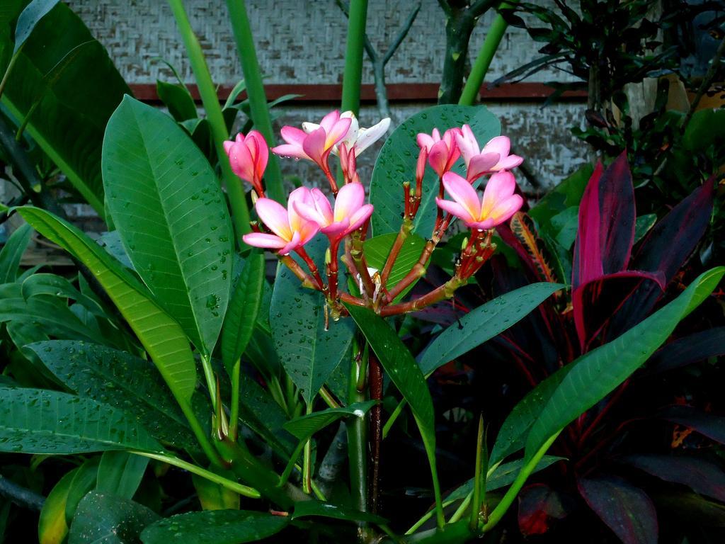 Dewa Put Guest House Ubud Exterior foto